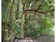Millaa Millaa QLD 4886