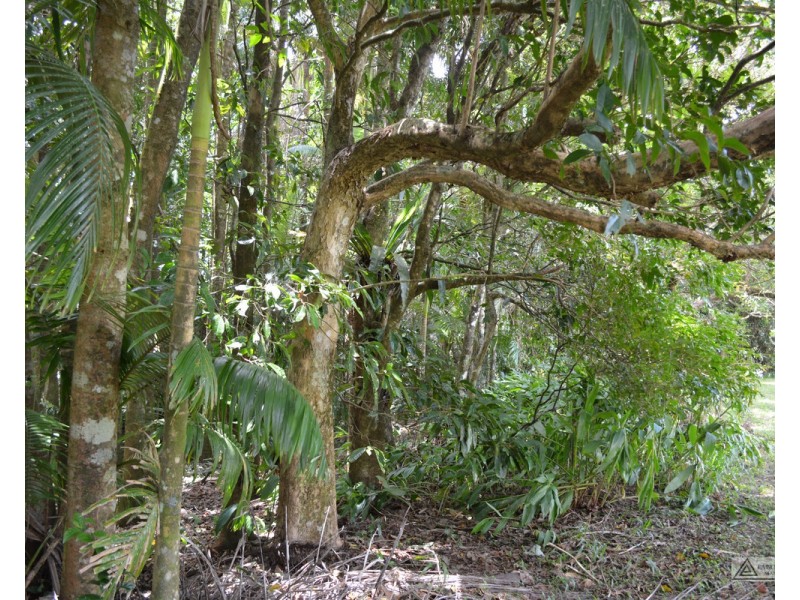 Millaa Millaa QLD 4886