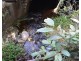 Millaa Millaa QLD 4886