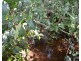 Millaa Millaa QLD 4886