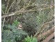 Millaa Millaa QLD 4886