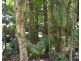 Millaa Millaa QLD 4886