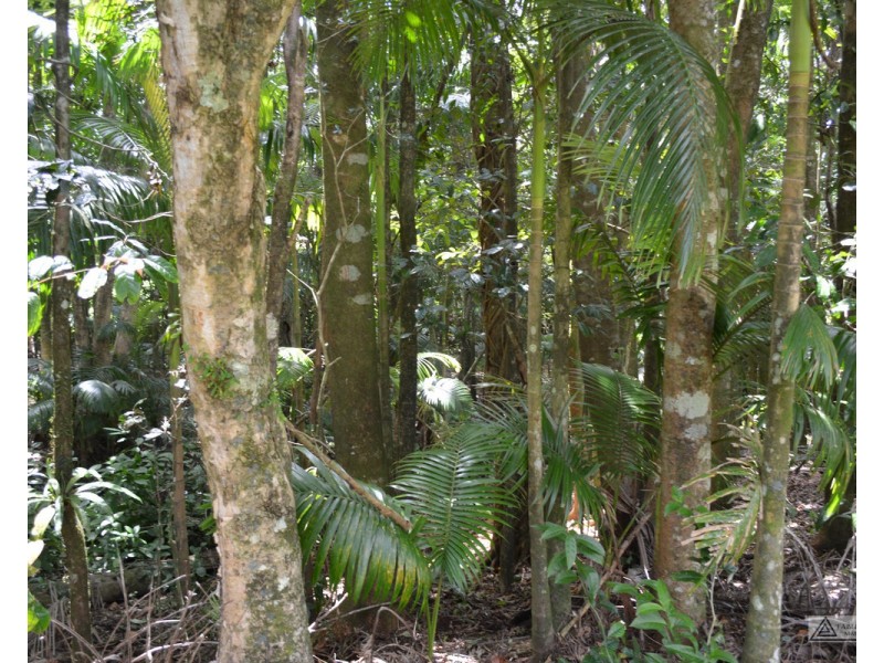 Millaa Millaa QLD 4886