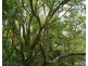 Millaa Millaa QLD 4886