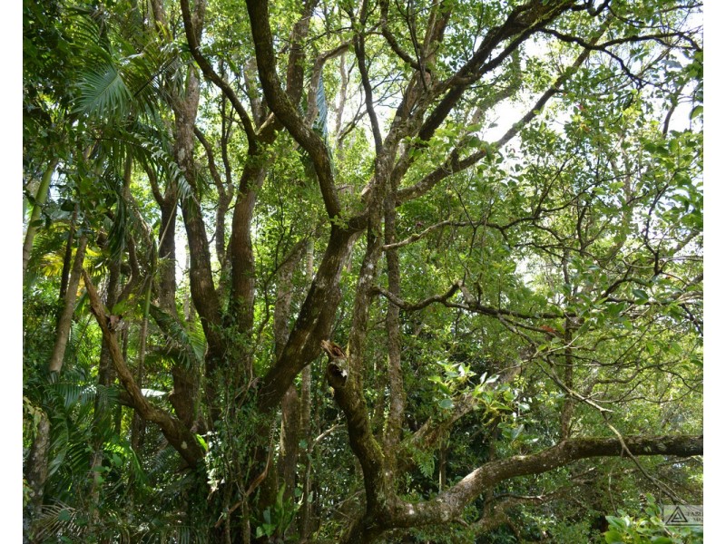 Millaa Millaa QLD 4886