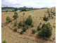 Tarzali QLD 4885