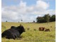 Tarzali QLD 4885
