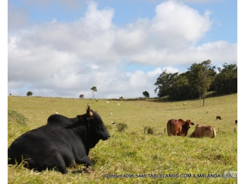 Tarzali QLD 4885