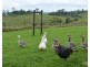 Tarzali QLD 4885