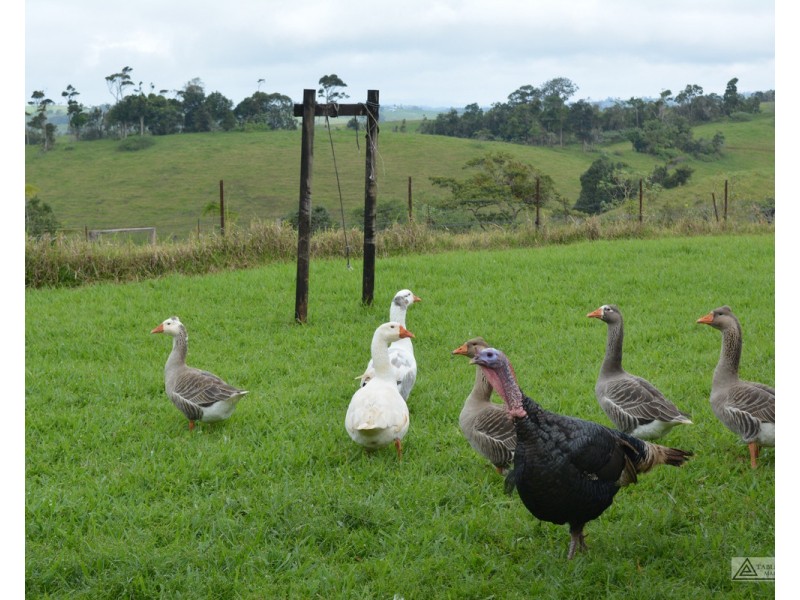 Tarzali QLD 4885