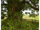 Tarzali QLD 4885