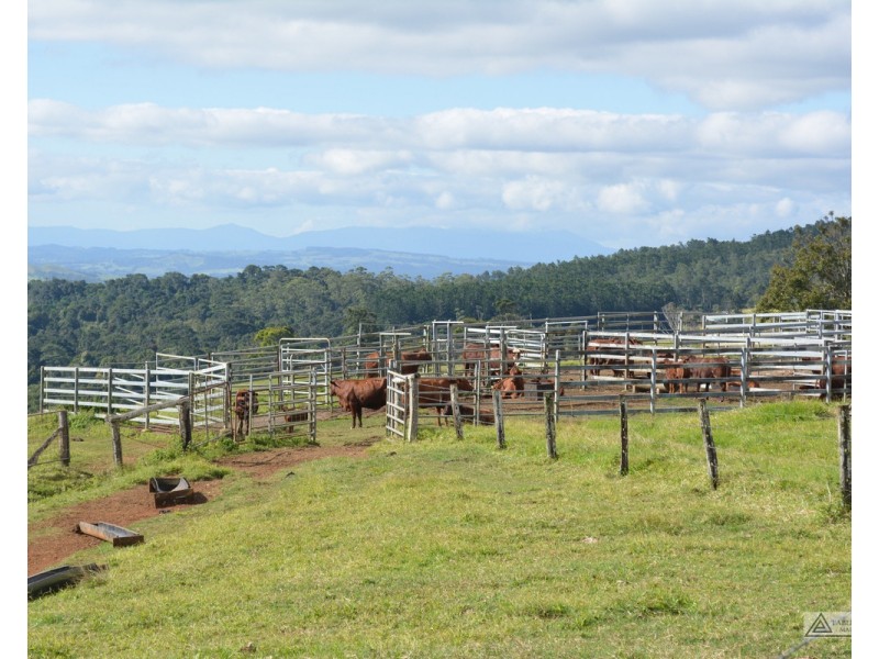 Millaa Millaa QLD 4886