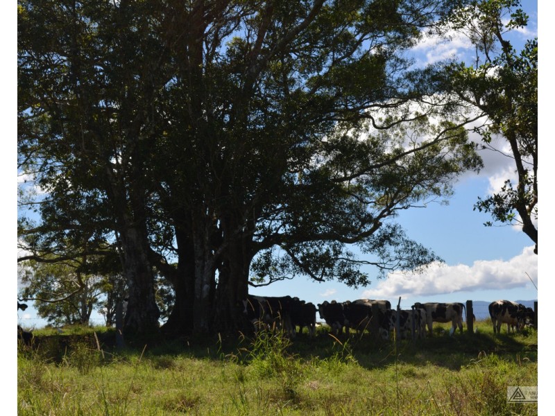 Butchers Creek QLD 4885