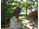 Paddys Green QLD 4880