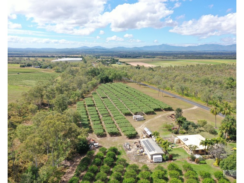 Paddys Green QLD 4880