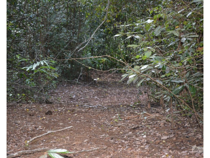 Millaa Millaa QLD 4886