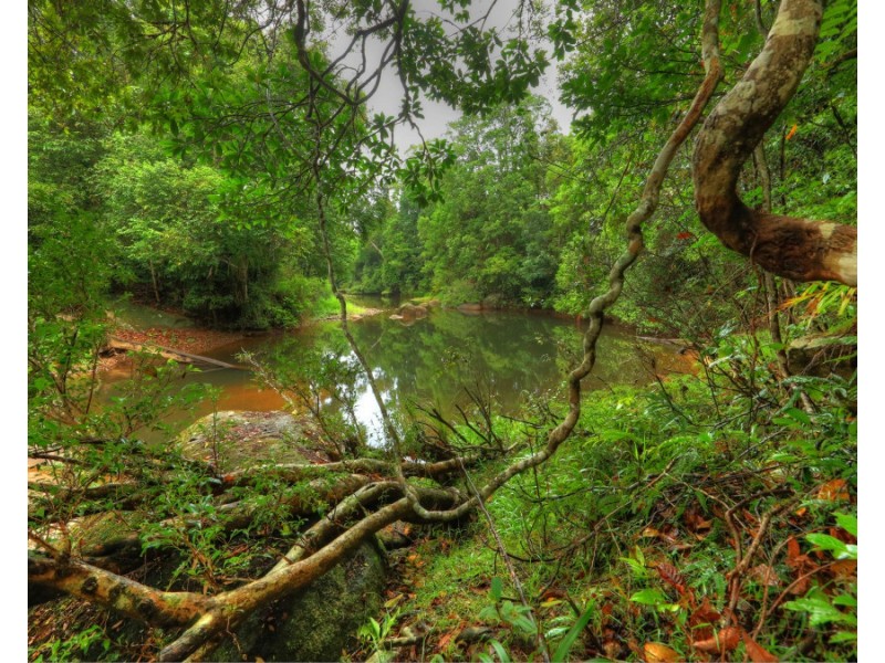 Millaa Millaa QLD 4886