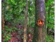 Millaa Millaa QLD 4886