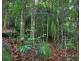 Millaa Millaa QLD 4886