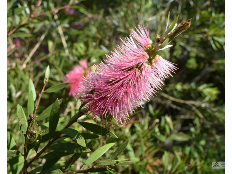 Millaa Millaa QLD 4886