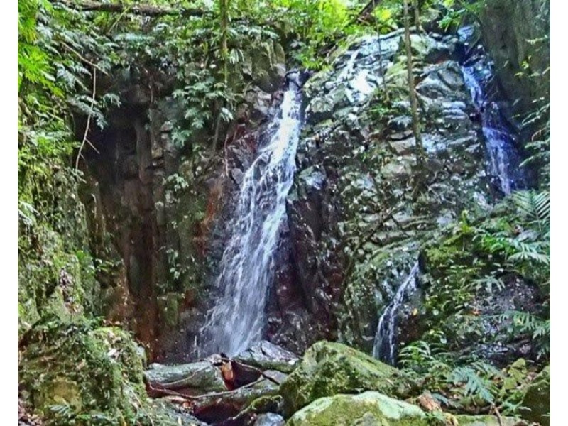 Millaa Millaa QLD 4886