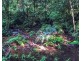 Millaa Millaa QLD 4886