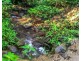 Millaa Millaa QLD 4886