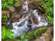Millaa Millaa QLD 4886