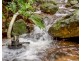 Millaa Millaa QLD 4886