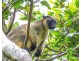 Millaa Millaa QLD 4886