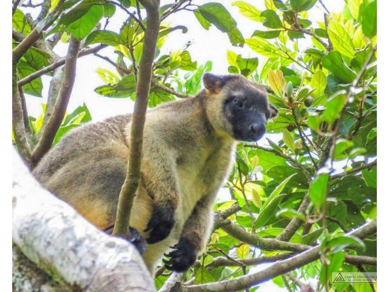 Millaa Millaa QLD 4886