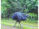 Millaa Millaa QLD 4886