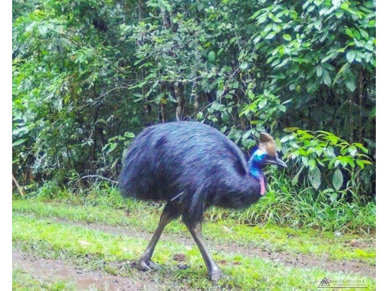 Millaa Millaa QLD 4886