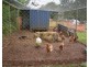 Millaa Millaa QLD 4886