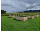 Millaa Millaa QLD 4886