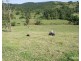 Millaa Millaa QLD 4886