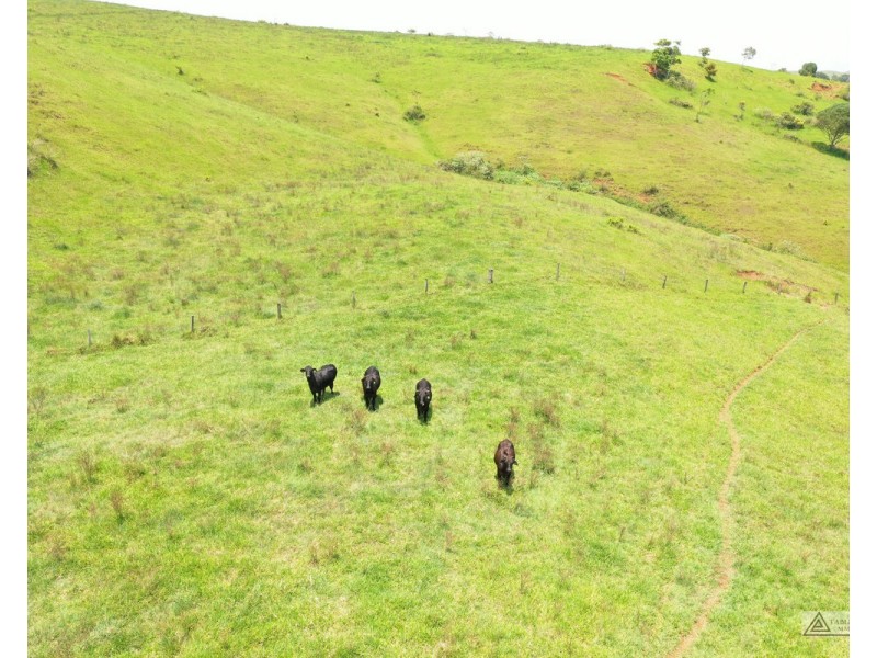 Butchers Creek QLD 4885