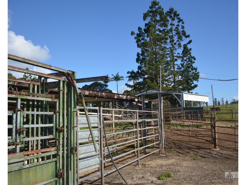 Millaa Millaa QLD 4886