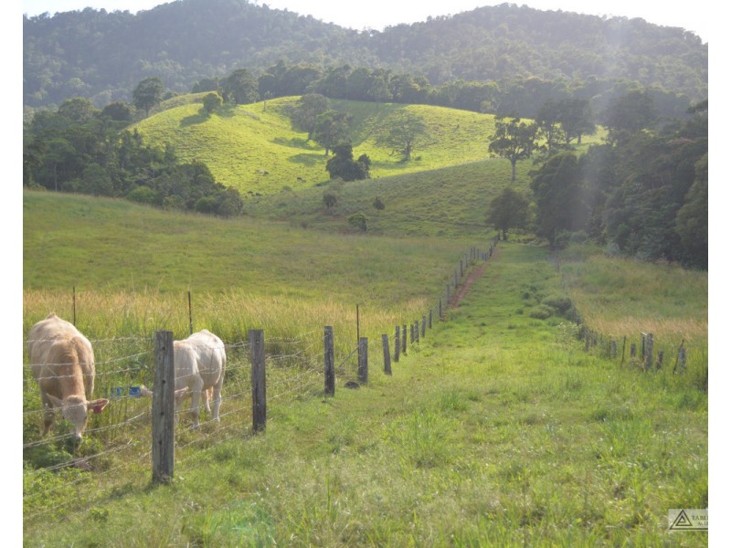 Millaa Millaa QLD 4886