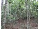 Danbulla QLD 4872