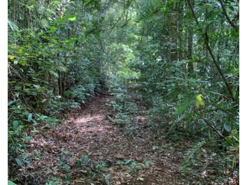 Millaa Millaa QLD 4886