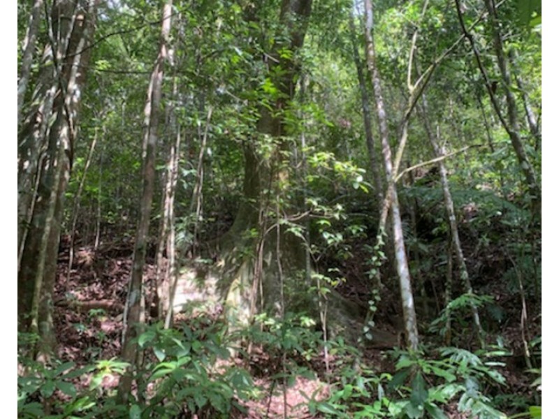 Millaa Millaa QLD 4886