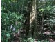 Millaa Millaa QLD 4886
