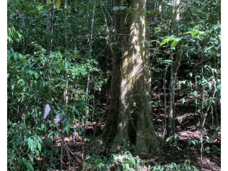 Millaa Millaa QLD 4886