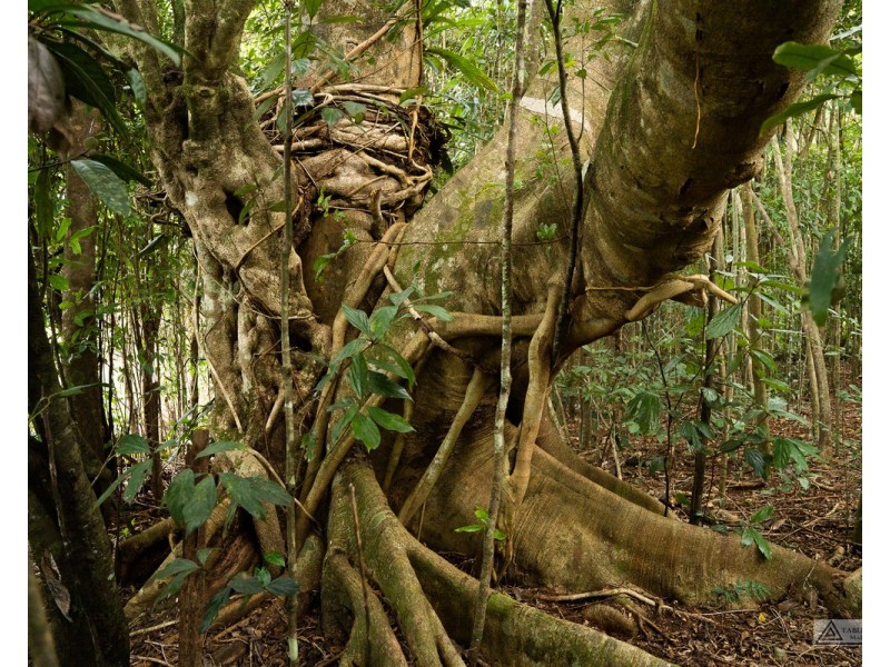 Millaa Millaa QLD 4886