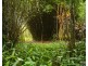 Millaa Millaa QLD 4886