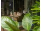 Millaa Millaa QLD 4886
