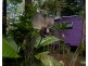 Millaa Millaa QLD 4886