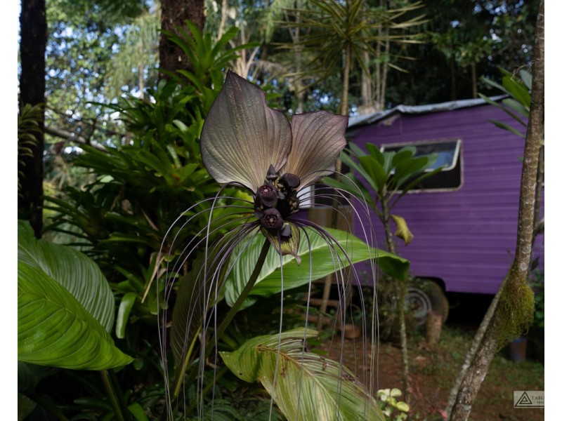 Millaa Millaa QLD 4886