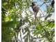 Millaa Millaa QLD 4886